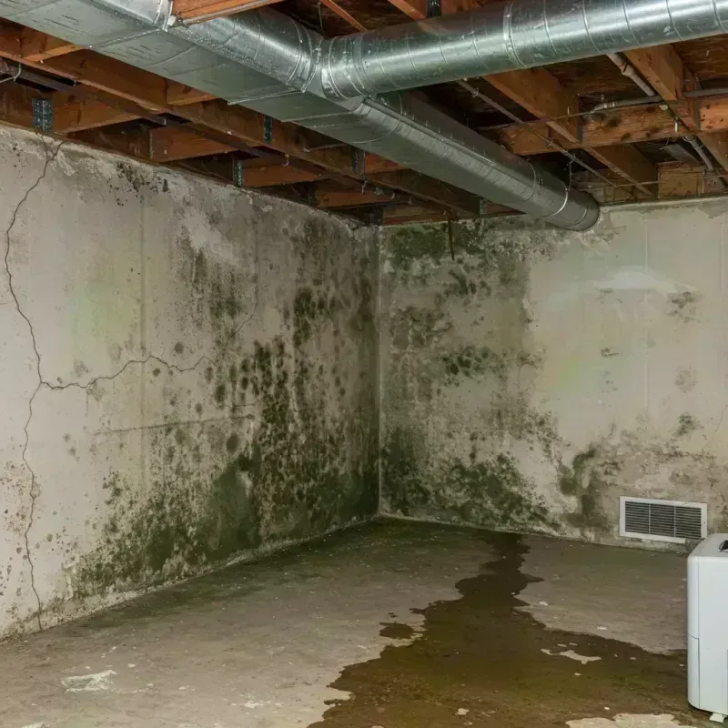 Professional Mold Removal in Lakeland Highlands, FL